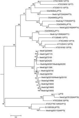 Identification and Expression Analysis of Medicago truncatula Isopentenyl Transferase Genes (IPTs) Involved in Local and Systemic Control of Nodulation